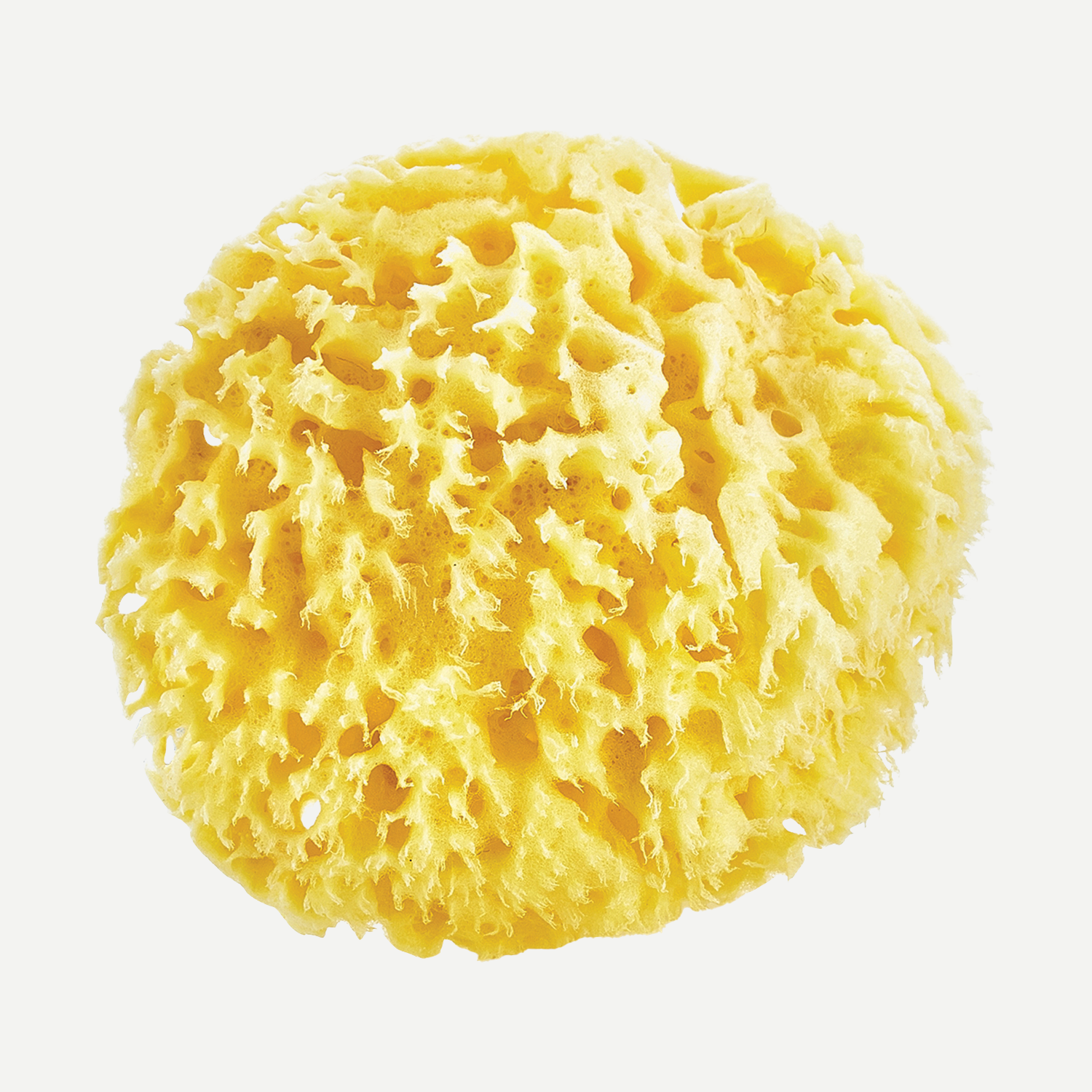 Babyjem sea sponge